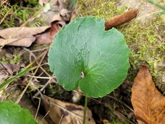 Ranunculus abortivus