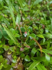 Torenia polygonoides