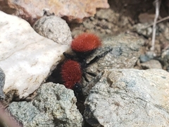 Dasymutilla vestita