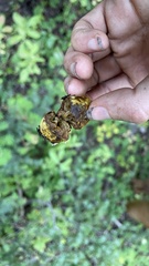 Truncocolumella citrina