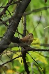 Troglodytes troglodytes