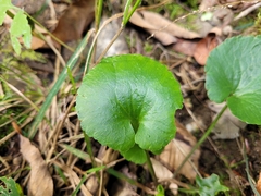 Ranunculus abortivus