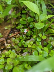 Torenia polygonoides