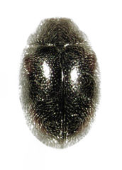 Scymnus blackburni