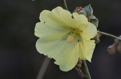 Alcea rugosa