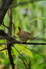 Troglodytes troglodytes