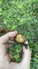 Truncocolumella citrina