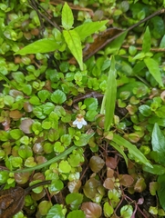 Torenia polygonoides