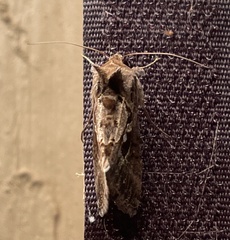 Chrysodeixis