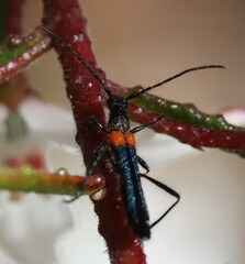 Oroderes humeralis