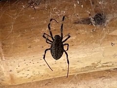 Nephilengys malabarensis