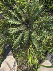 Cirsium horridulum
