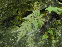 Tectaria devexa