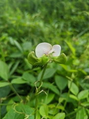 Faboideae