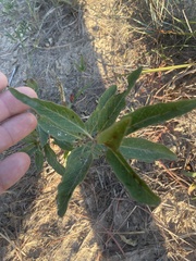 Asclepias