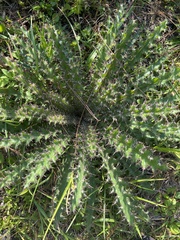 Cirsium horridulum