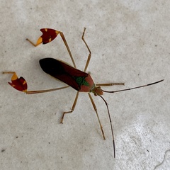 Anisoscelis scutellaris