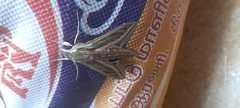 Hippotion celerio
