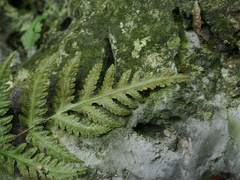 Tectaria devexa