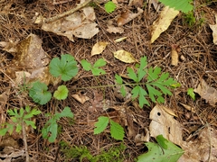 Geum laciniatum