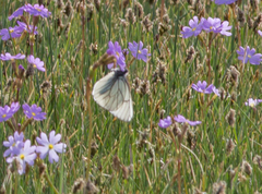 Aporia crataegi