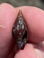 Anachis fulva