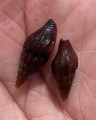Anachis fulva