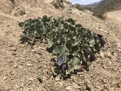 Aristolochia