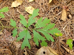 Geum laciniatum