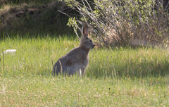 Lepus tolai