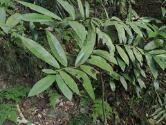Diospyros blancoi