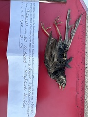 Ammodramus savannarum