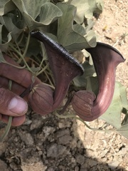 Aristolochia