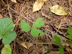 Geum laciniatum