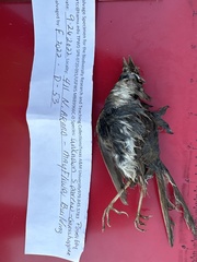 Ammodramus savannarum