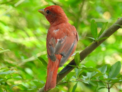 Summer Tanager, photo 9 of 10