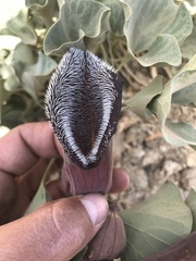Aristolochia
