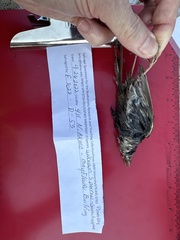 Ammodramus savannarum