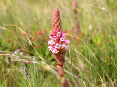 Satyrium carneum