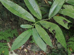 Diospyros blancoi
