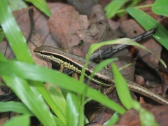 Sphenomorphus maculatus