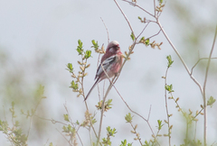 Carpodacus sibiricus