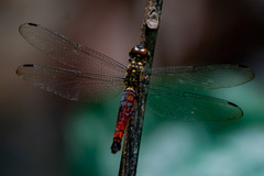Lyriothemis meyeri