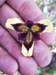 Moraea lurida