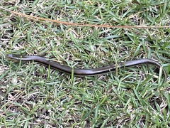 Ophisaurus ventralis