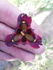 Moraea lurida