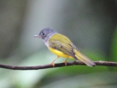 Culicicapa ceylonensis