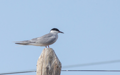 Sterna hirundo longipennis