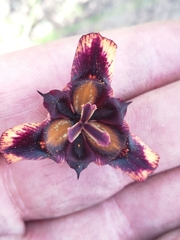 Moraea lurida