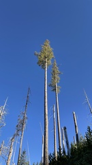 Larix occidentalis
